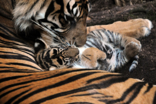 tiger cuddle
