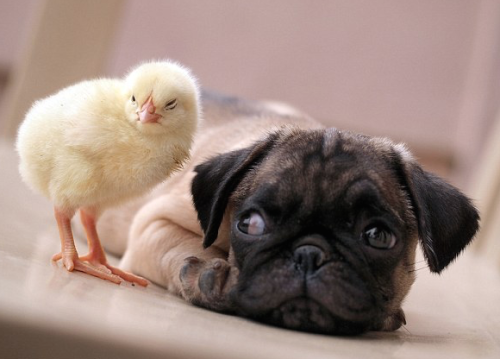 Porn Pics conflictingheart:  puppy pug and chick are