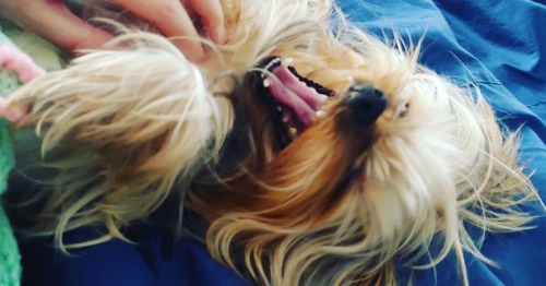 RAWR! . #Shakespeare #shakespearethedog #yorkie #yorkshireterrier #yorkiebaby #yorkiefamous #yorkiem