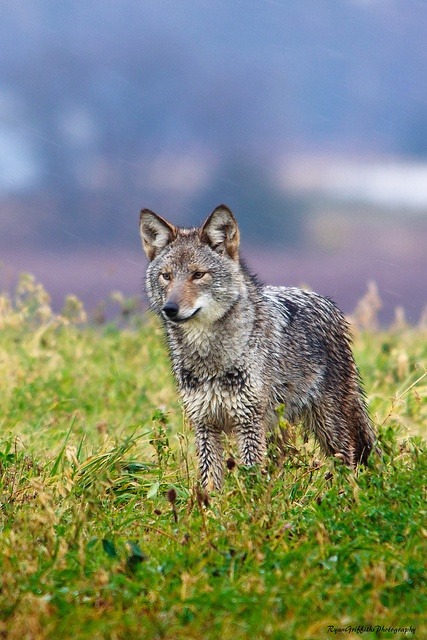 eqiunox:  coyote by Ryan Griffiths on Flickr 