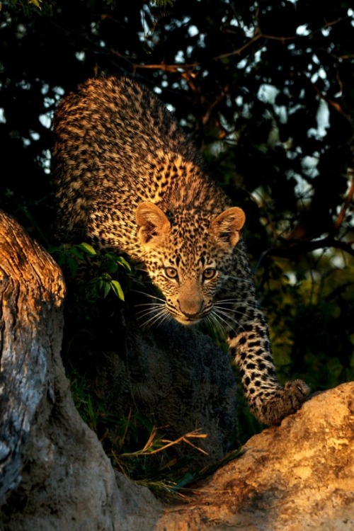 Cub Descent. Photo by Rudi Hulshof