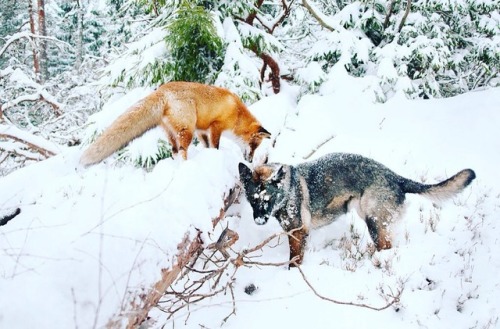 everythingfox: The Fox and the Hound  Sniffer and Tinni