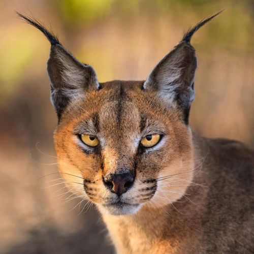 funnywildlife: Purrfect Eye Contact! ・・・ Etosha Caracal stares into the lens of #wildographer & 