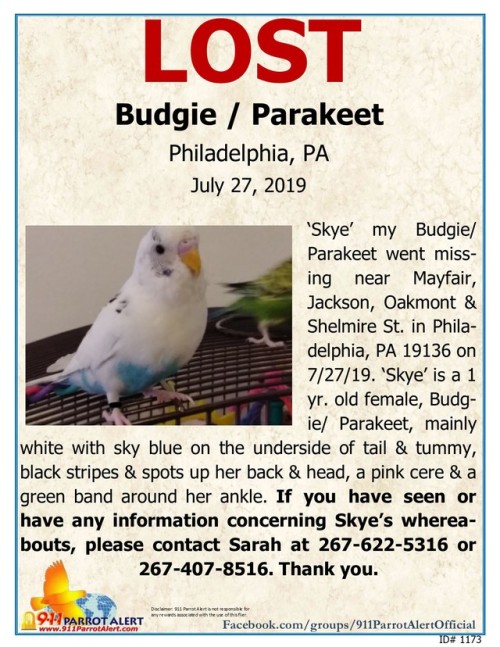 LOST - BUDGIE/ PARAKEET, 7/27/19, ‘Skye’, PHILADELPHIA, PA 19136