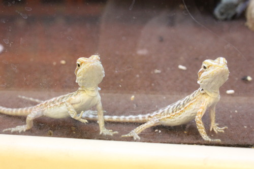 bettatalk: Best buds!(Baby beardies at my Petsmart- super cute! the one on the left ran right up and