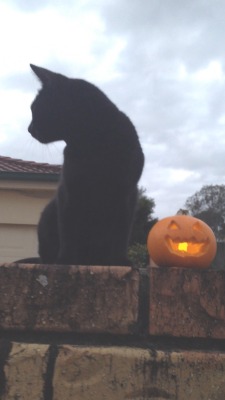 fantomes-de-paris:  My cat with my mini pumpkin