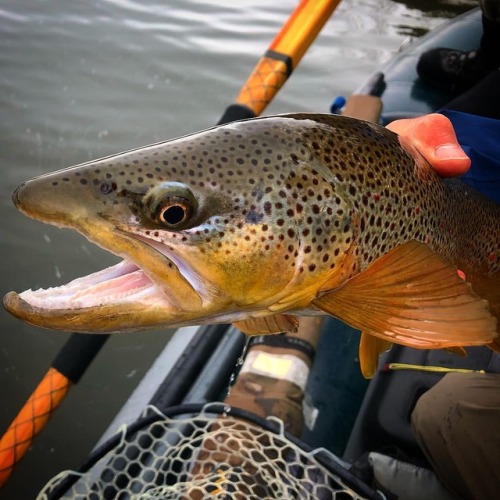 The main reason why we love spring! #flyfishing #flyfishingmontana #browntrout #flyfishingmissoula #