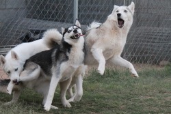 6woofs:  tayyroseyyy:  6woofs:  This photo deserves its own post.  This needs endless reblogs  my dogs are such big dorks 