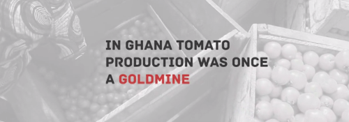 dynamicafrica:THE DARK SIDE OF THE ITALIAN TOMATOA multimedia take on how Italy’s tomato business is