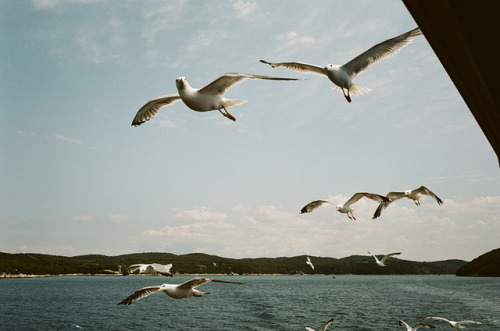dritter-mann:“Feeding the Birds”Croatia - 2019Leica M6 - Kodak Portra 160