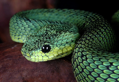 snake-lovers: West African Bush Viper (Atheris chloechis)