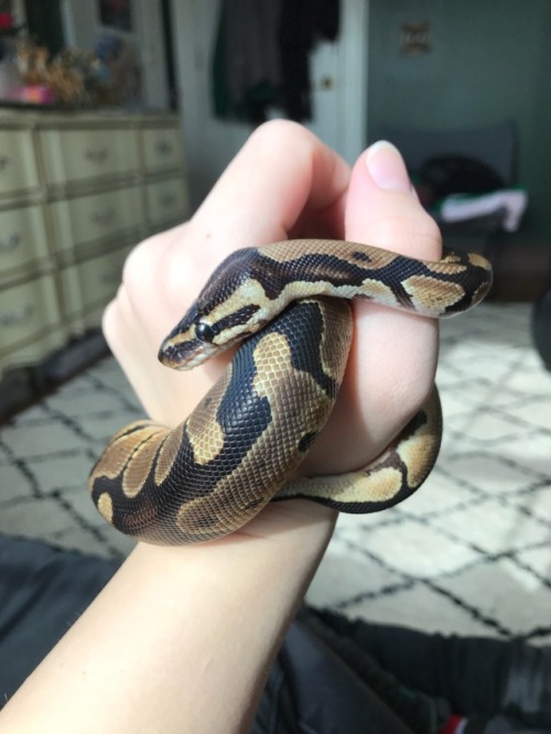merlin-the-ball-python:Getting ready to shed!