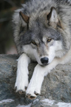 beautiful-wildlife:  Contemplating by Gerry Sibell 