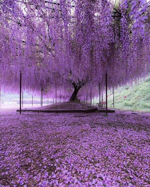 optic-culture:  godive2000 x Fallen petals of wisteria flowers became a beautiful purple carpet.