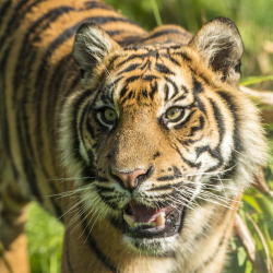 Bendhur   llbwwb:  Tiger by Colin Langford/p>