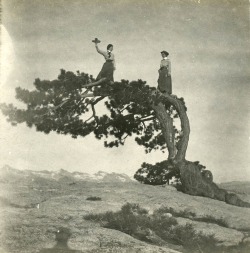 transparentoctopus:  Jeffrey Pine on Sentinel Dome, CA 