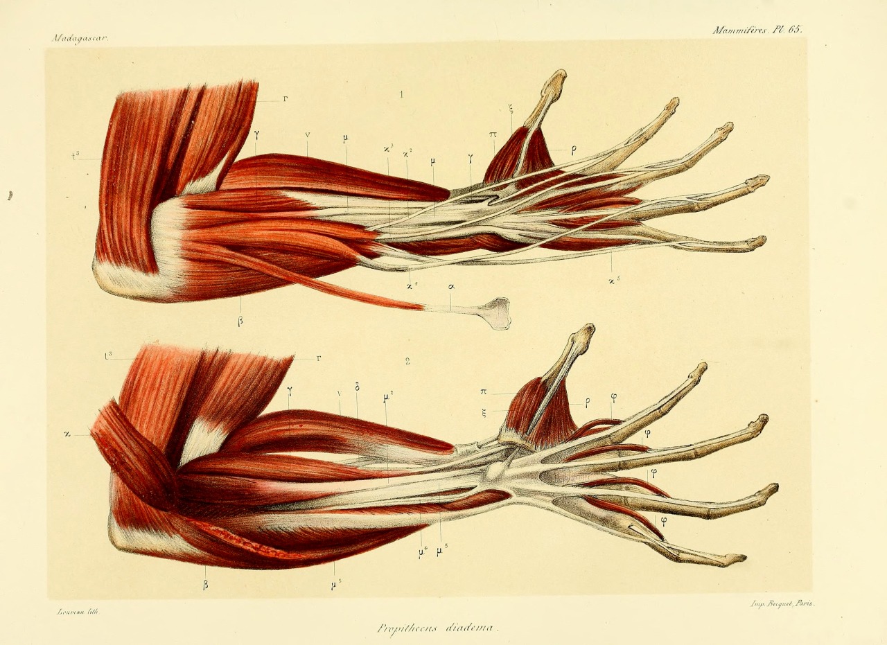 wapiti3:  Natural history, natural, and political Madagascar; By Grandidier, Alfred,