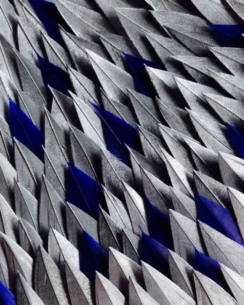Featherhouse and plummaster Julien Vermeulen. All the lovely feather work. More informatio