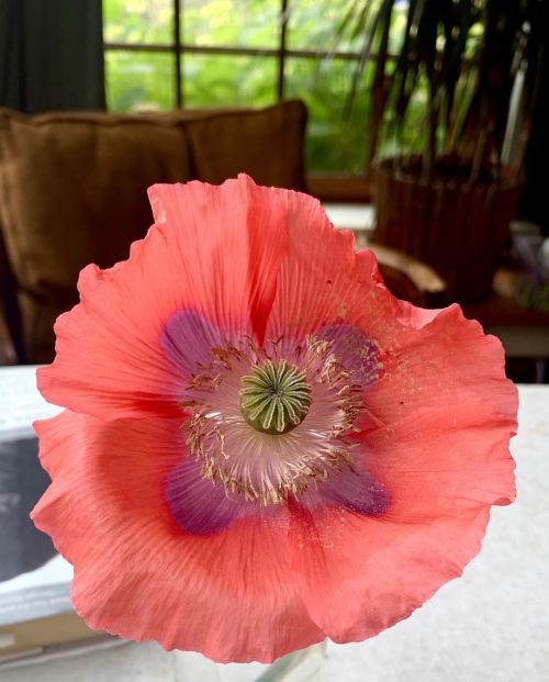 Poppy season! . . . . . . . #slowliving#livefolk#thegoodlife#vermonting#ilovermont#vtphoto#livesim