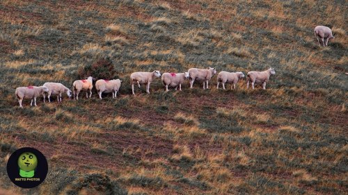 Sheep Walking Home In Buxton https://ift.tt/3z9DEkhArticulos Promocionales