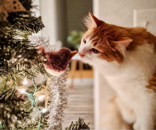 catmas