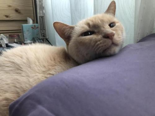 constantcaturday:She sleeps facing me, this is the first thing I see in the morning