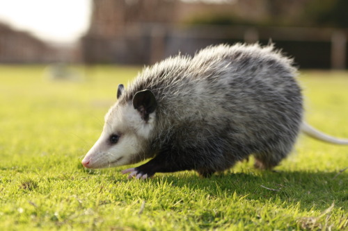 opossummypossum:In spite of their apparent primitiveness and small brain size, opossums have a remar