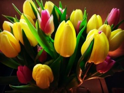 Tulips #tulips #Easter #lent #spring #rebirth