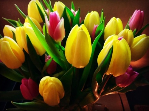 Tulips #tulips #Easter #lent #spring #rebirth #newlife #rising  (at Othman Manor) https://www.instagram.com/p/BuGBdxBnAON/?utm_source=ig_tumblr_share&igshid=1odha9someqwb
