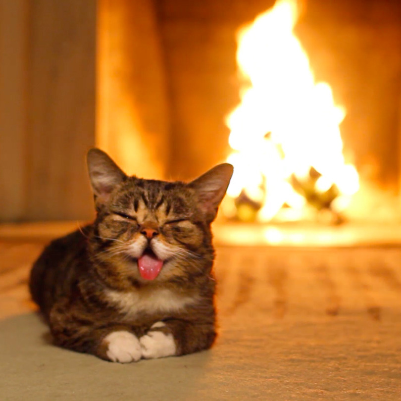 bublog:  Yule love Lil BUB’s Magic Yule LOG Video. What could be better than an