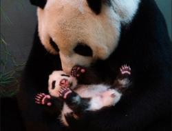 soinlovewithpandas:  Yuan Yuan holds her