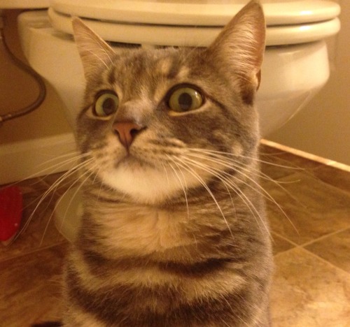 hopeless37:  69-is-a-mouthful:  hopeless37:  Idc if I post too many pics of my cat. Look at his reaction to me taking a Bath. Idk if he’s scared of the water or terrified that I’m naked :P  He looks like you just confessed that you have another cat