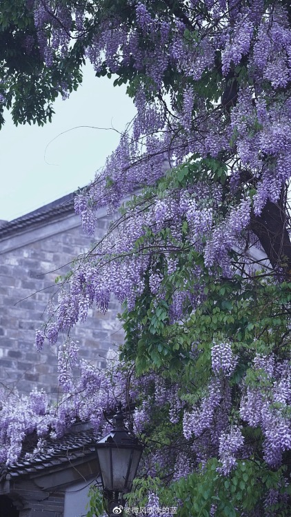 fuckyeahchinesegarden:wisteria blossoms in laomendong, nanjing by 微风吹淡的蓝