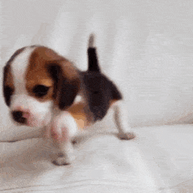 Puppy Stimboard ▼⁠・⁠ᴥ⁠・⁠▼