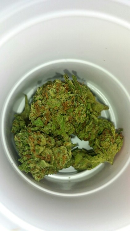 brendchilada:  got bud served to me in a mini red solo cup 😂 