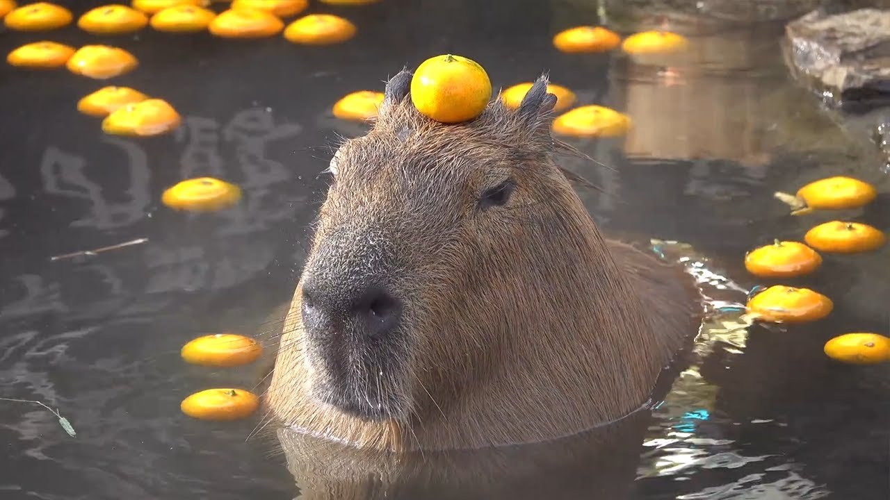 HighlandValley — cuteness–overload: A capybara in a hot spring...