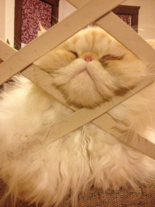 lucifurfluffypants:Wouldn’t it be a shame if my head got stuck?