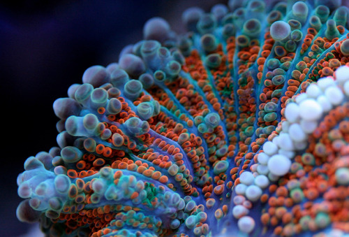staceythinx:  Vibrantly colorful underwater macro photography by Felix Salazar 