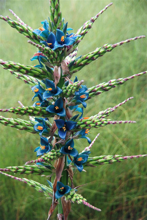 tangledwing:Puya berteroana or Turquoise Puya is a terrestrial Bromeliad from the mountains of Chile