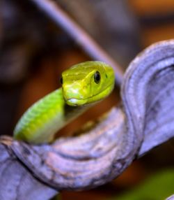 exotic-venom:  (Dendroaspis angusticeps) eastern green mamba