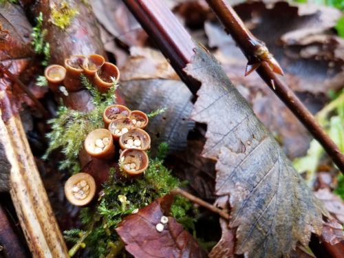 Bird’s nest fungus, probably the common bird’s nest Crucibulum laeve. The “eggs” in the nests are pe