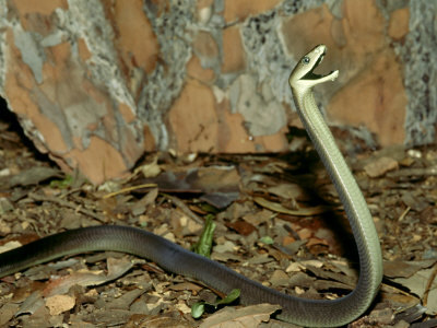 thunder28: achievement-hunter:  janedoodles:  vintar:  ghostoctopusink:  black mambas
