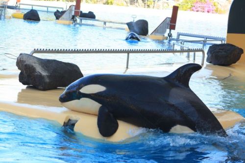 Gender: MalePod: N/APlace of Capture: Born at Loro Parque, SpainDate of Capture: Born October 13, 20