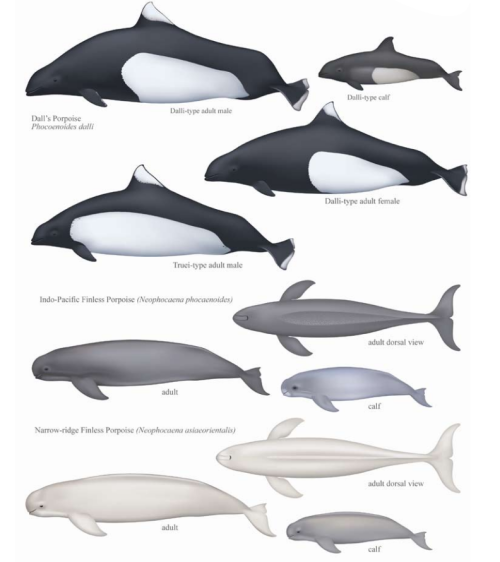 phocoenidae:All porpoise species/subspecies/hybrids of the world. Illustrations by Uko Gorter, taken