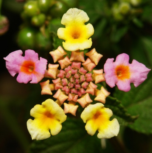 sinophilia:Lantana Lantana, both here in China and in Australia is a noxious choking weed which spr