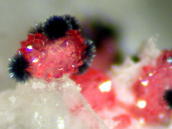 underthescopemin:Goethite, Strengite Lustrous black tufts of goethite on red strengite. Sergio Varvello’s Photo 