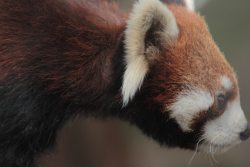 bear-pictures:  Red Panda Concentrating [OC]