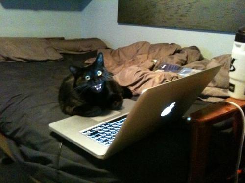 meowgon:  kinginthewest:  it’s just like, why are there cat emojis for loads of emotions as well as normal humans emojis  like, when do i need to express these emotions… but as a cat  they’re not for you… they’re for ME  