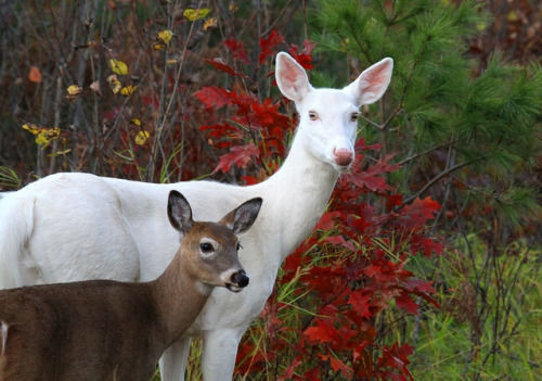 possit-de-tenebris: deepsoulfury: Deers-Wildlife  @hotteaandoranges 