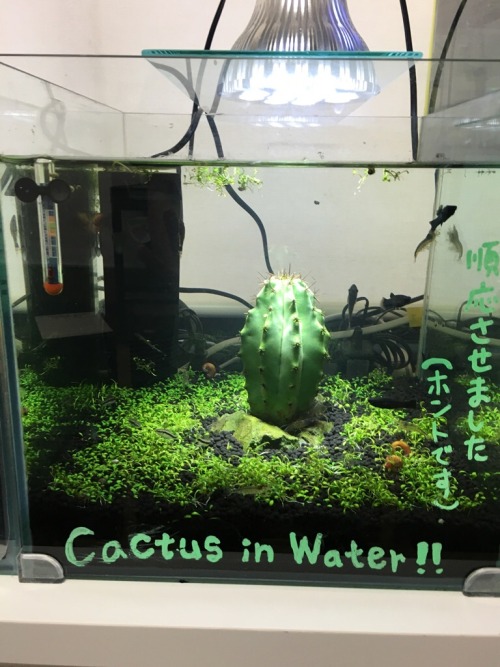 cactguy:cactguy:A friend recently returned from a work trip to Japan, and one of her participants sh